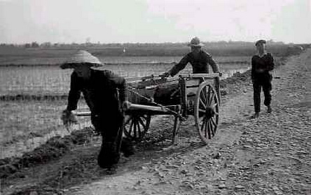 transport de cochons